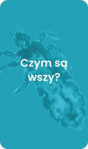 Czym są wszy?