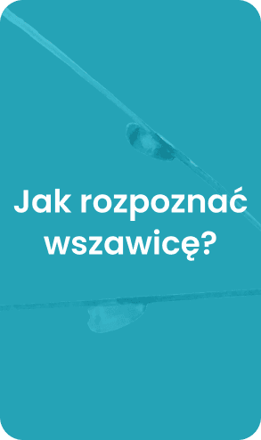 Jak rozpoznać wszawicę?