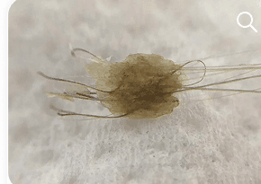 CIEMIENIUCHA